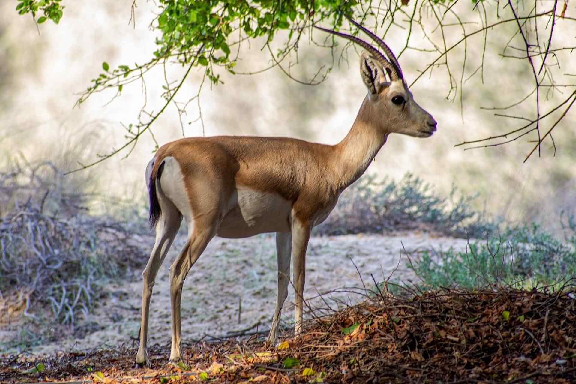 Wasit Saudi Sharjah’s Wasit Wetland Centre joins global conservation network ...